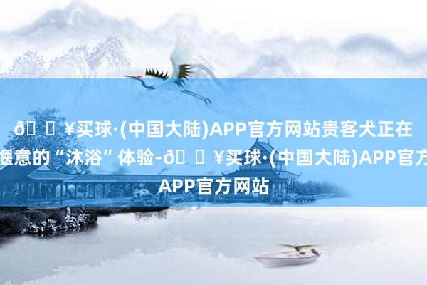 🔥买球·(中国大陆)APP官方网站贵客犬正在享受惬意的“沐浴”体验-🔥买球·(中国大陆)APP官方网站